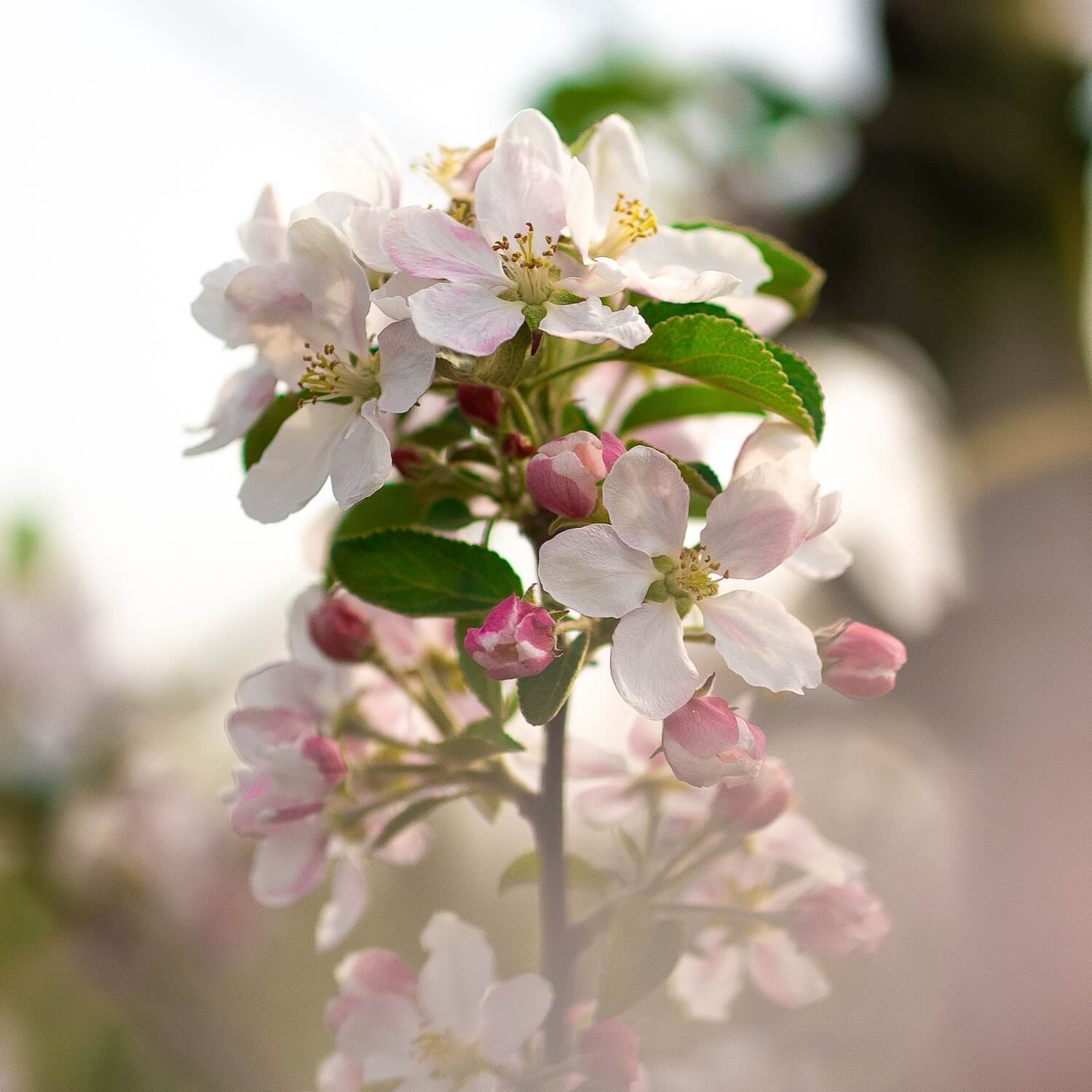 obsthof-patrick-hauschildt-obsthof-artenvielfalt-1