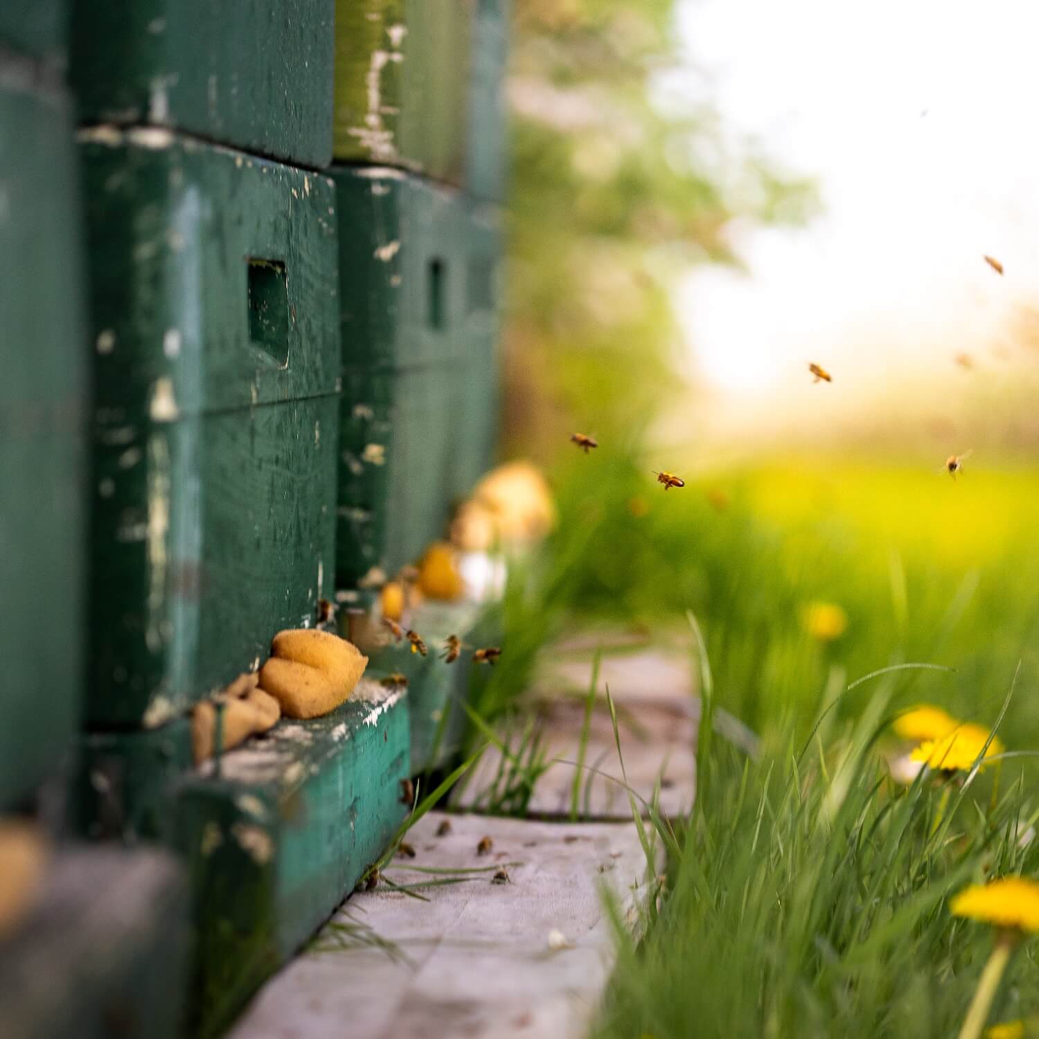 obsthof-patrick-hauschildt-obsthof-artenvielfalt-2