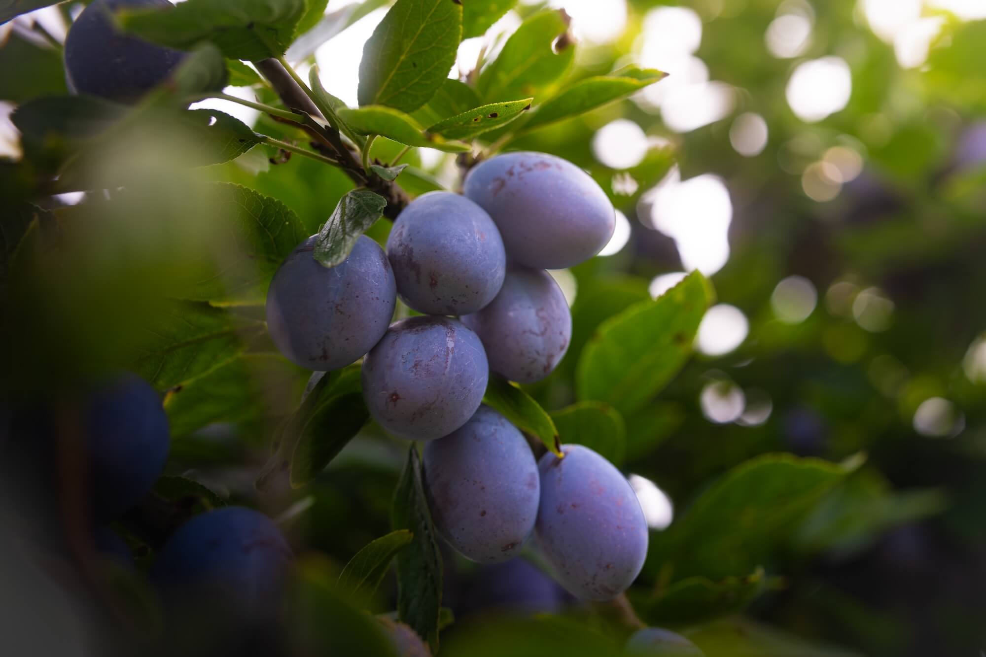 obsthof-patrick-hauschildt-obsthof-sortiment-1